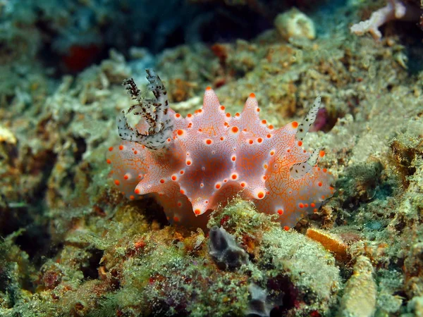True sea slug, Island  Bali, Pemuteran — Stock Photo, Image