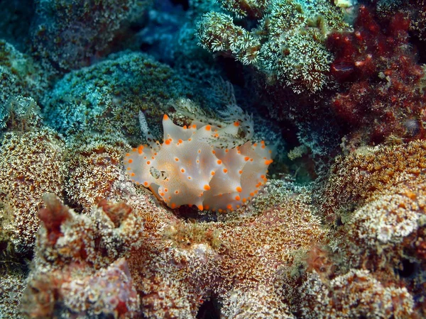 Sanna havet slug, ön Bali, Pemuteran — Stockfoto