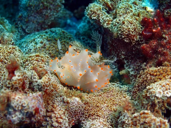 Verdadera babosa marina, Isla Bali, Pemuteran — Foto de Stock