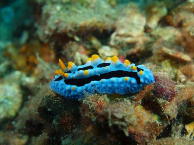 Gerçek deniz yaratığı, Adası Bali, Pemuteran