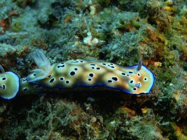 Gerçek deniz yaratığı, Adası Bali, Pemuteran