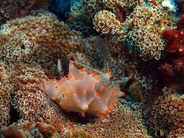 Настоящий морской слизняк, остров Бали, Пемматеран — стоковое фото