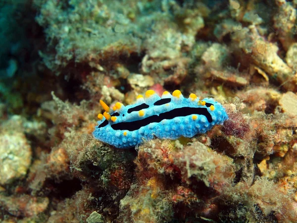 Lesma do mar verdadeiro, Ilha Bali, Pemuteran — Fotografia de Stock