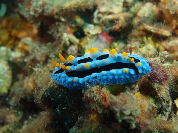 Véritable limace de mer, île de Bali, Pemuteran — Photo