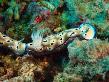 Gerçek deniz yaratığı, Adası Bali, Pemuteran