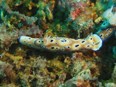 Gerçek deniz yaratığı, Adası Bali, Pemuteran