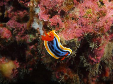 Gerçek deniz yaratığı, Adası Bali, Pemuteran