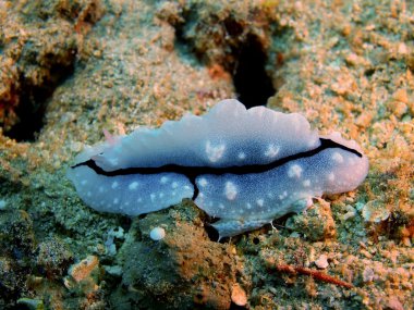 Gerçek deniz yaratığı, Adası Bali, Pemuteran