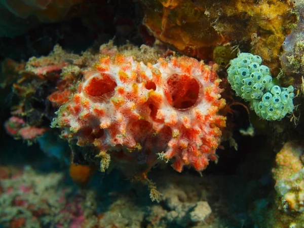 Demosponge, Ilha Bali, Pemuteran — Fotografia de Stock