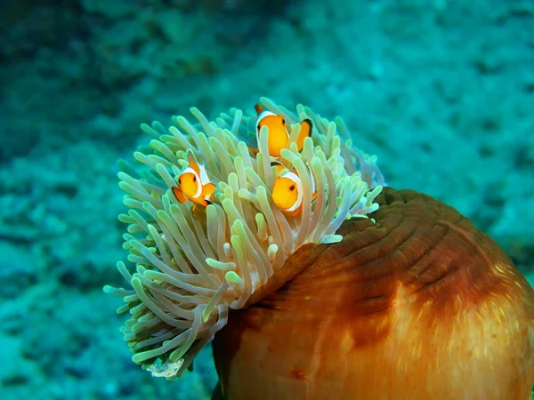 Balık-palyaço, Adası Bali, Pemuteran