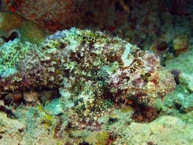 Scorpionfish, Adası Bali, Pemuteran