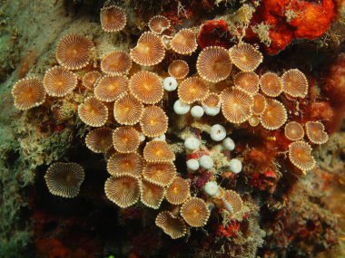 Stone coral, Island  Bali, Pemuteran clipart