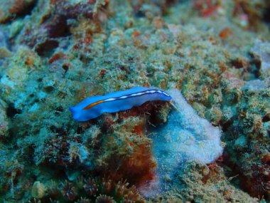 Kurguya, Adası Bali, Pemuteran