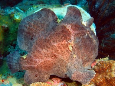 Anglerfishy, ada Bali, Pemuteran