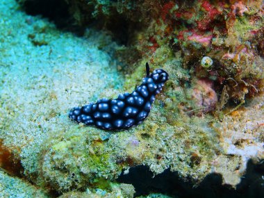 Gerçek deniz yaratığı, Adası Bali, Pemuteran