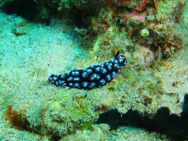 Lesma do mar verdadeiro, Ilha Bali, Pemuteran — Fotografia de Stock