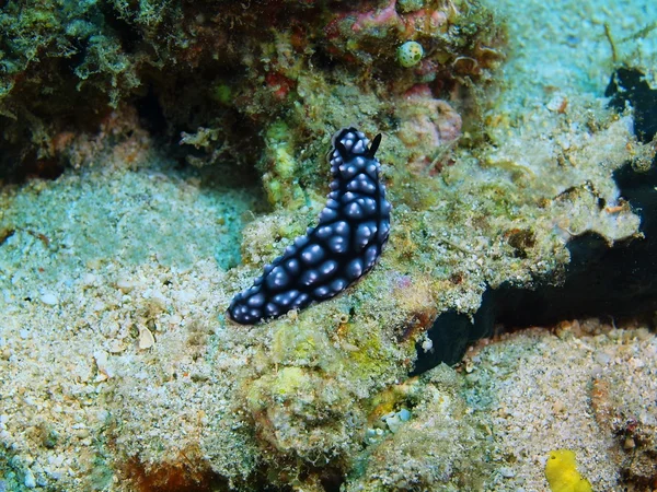 真正的海蛞蝓，巴厘岛，佩母德兰 — 图库照片