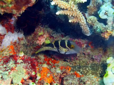 Boxfish, Adası Bali, Pemuteran