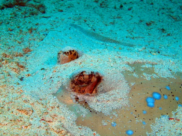 Stingray, Island  Bali, Pemuteran — Stock Photo, Image