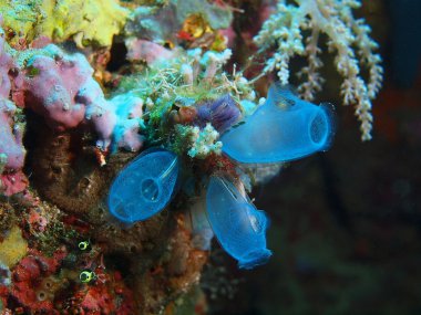 Deniz squirts, Adası Bali, Pemuteran
