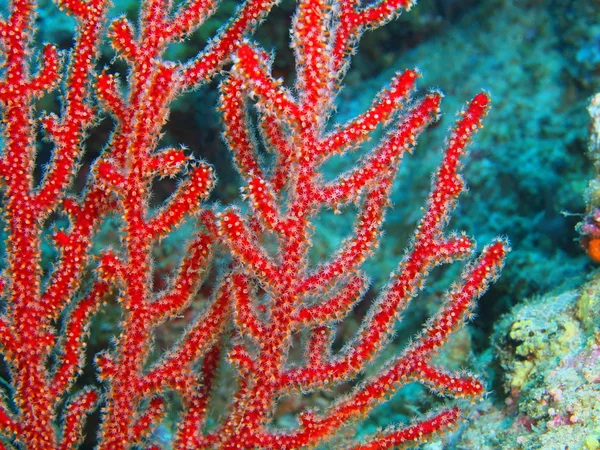 Corallo gorgonese, Isola di Bali, Pemutero — Foto Stock