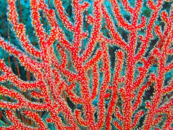 Gorgonian coral, ön Bali, Pemuteran — Stockfoto