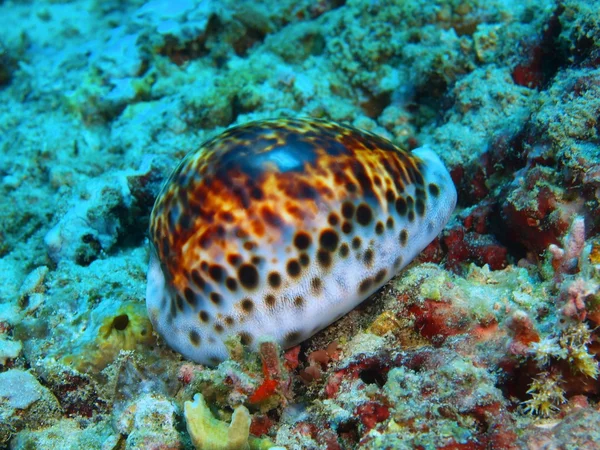 Shell mollusc, Island  Bali, Pemuteran — Stock Photo, Image