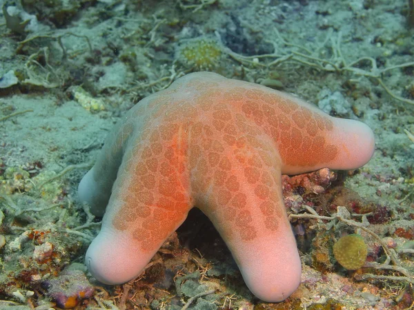 Starfish, Island  Bali, Pemuteran — Stock Photo, Image