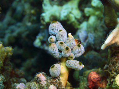 Deniz squirts, Adası Bali, Pemuteran