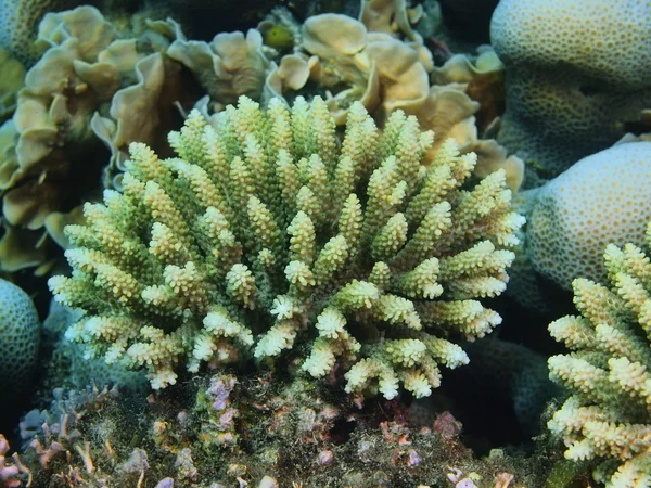 Coral de pedra, Ilha Bali, Pemuteran — Fotografia de Stock