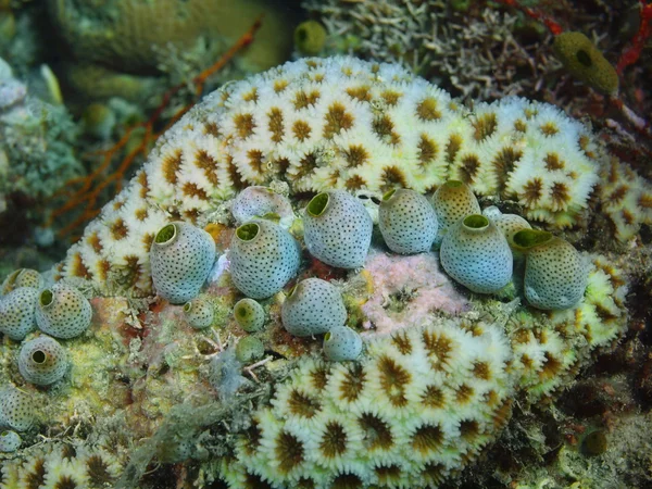 Sea squirts, Island  Bali, Pemuteran — Stock Photo, Image