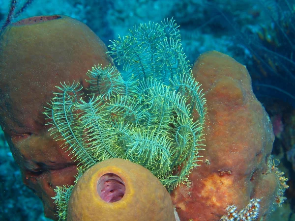 Seelilie, Insel-Bali, Gebärmutter — Stockfoto