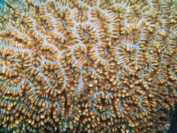 石珊瑚，巴厘岛，佩母德兰 — 图库照片