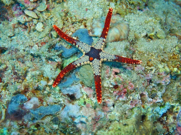 Starfish, Ilha Bali, Pemuteran — Fotografia de Stock