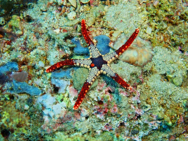 Hvězdice, ostrov Bali, Pemuteran — Stock fotografie