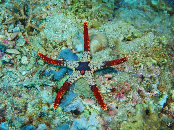 Starfish, eiland Bali, Pemuteran — Stockfoto