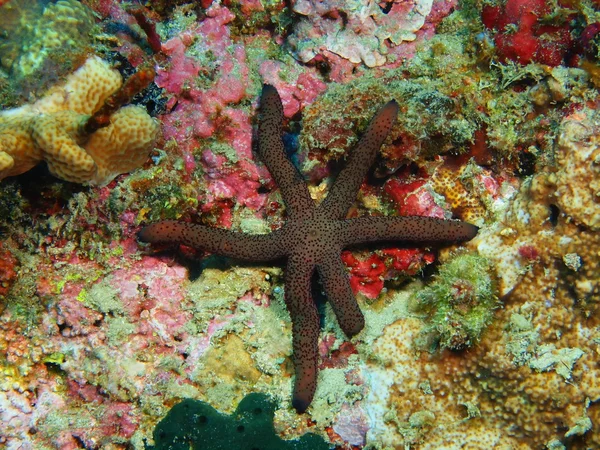 Starfish, eiland Bali, Pemuteran — Stockfoto