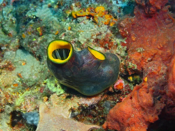 海鞘，巴厘岛，佩母德兰 — 图库照片