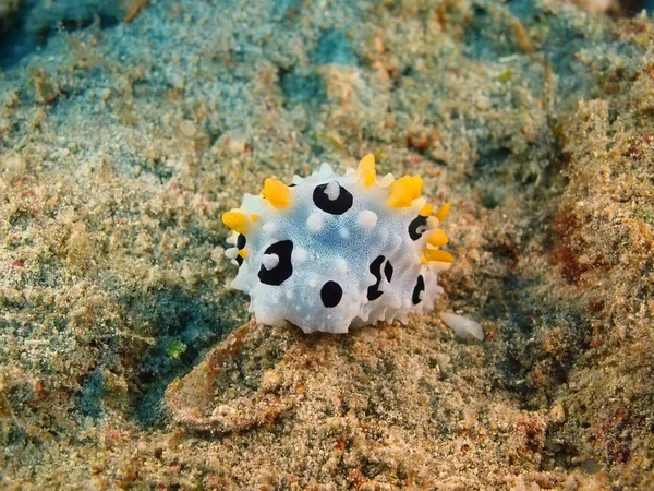 True sea slug, Island  Bali, Pemuteran — Stock Photo, Image