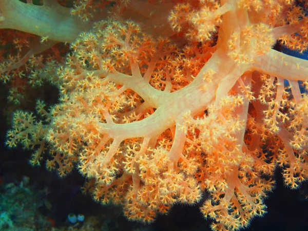 Soft coral, Island  Bali, Pemuteran — Stock Photo, Image