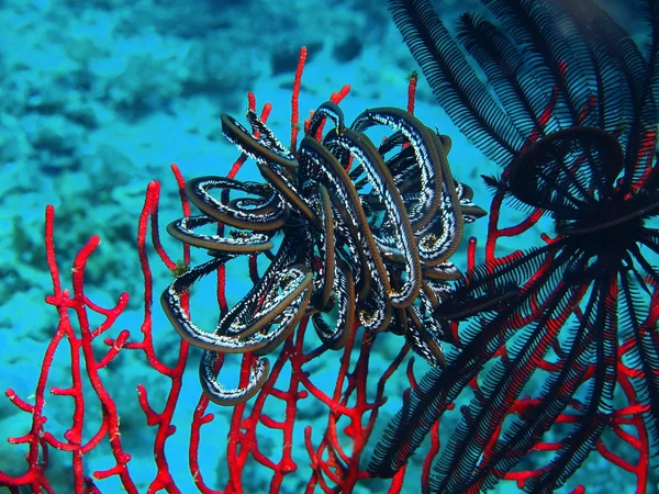 Crinoid, Island  Bali, Pemuteran — Stock Photo, Image