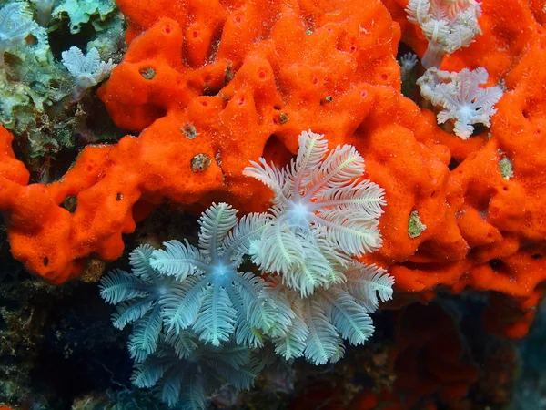 Mjuk korall, ön Bali, Pemuteran — Stockfoto