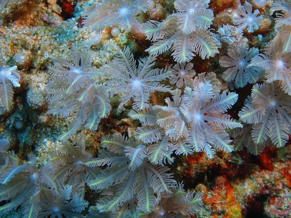 Soft coral, Island  Bali, Pemuteran — Stock Photo, Image