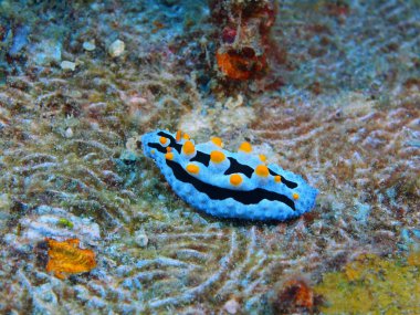 Gerçek deniz yaratığı, Adası Bali, Pemuteran