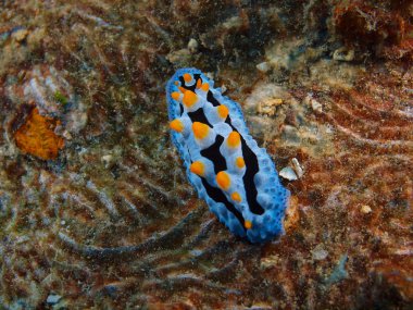 Gerçek deniz yaratığı, Adası Bali, Pemuteran