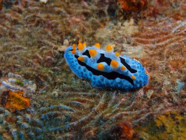 Gerçek deniz yaratığı, Adası Bali, Pemuteran
