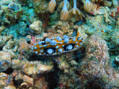 Gerçek deniz yaratığı, Adası Bali, Pemuteran