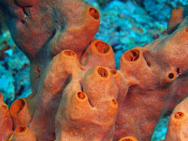 Demosponge, Island  Bali, Pemuteran — Stock Photo, Image