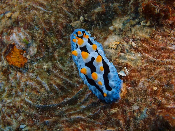 Pravda, sea slug, ostrov Bali, Pemuteran — Stock fotografie