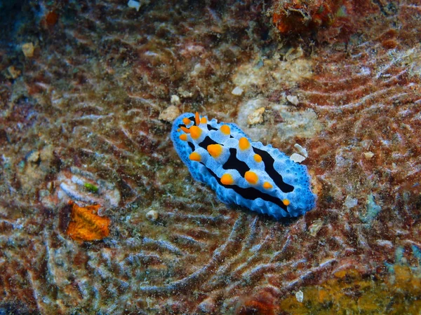 真のウミウシ、バリ島、プムトゥラン — ストック写真